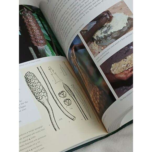 Cycads of the World Ancient Plants in Today's Landscape David Jones Hardcover - Picture 13 of 16